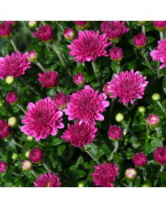 Chrysanthemum, Igloo Fall Mum 'Ice Pink'