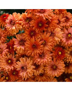 Chrysanthemum, Igloo Fall Mum 'Warm'