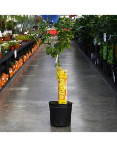 Citrus, Lemon 'Harvey Lemon'
