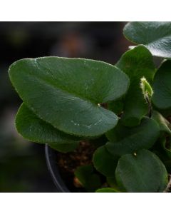 Hemionitis Arifolia 'Heart Fern'