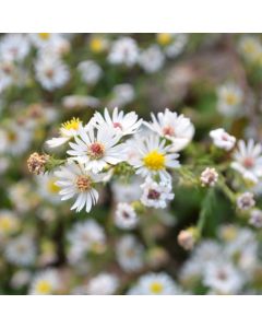 Aster, Heath Aster 'Minnesota Native'