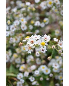 Aster, Heath Aster 'Minnesota Native'