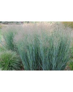 Panicum, Switchgrass 'Heavy Metal'