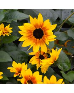 Helianthus, Sunflower 'Sunbelievable™'