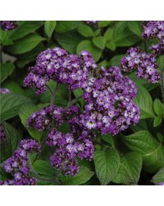 Heliotrope, 'Fragrant Delight'