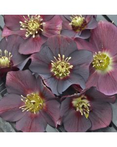 Helleborus, Lenten Rose 'Honeymoon® Rome In Red'