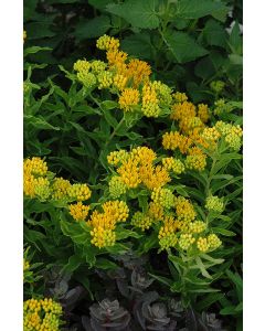 Asclepias, Butterfly Weed 'Hello Yellow'