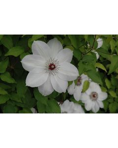 Clematis, 'Henryi'