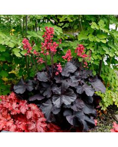 Heuchera, Black Leaf Coral Bells 'Black Forest Cake'