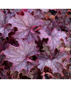 Heuchera, Purple Leaf Coral Bells 'Grande™ Amethyst'