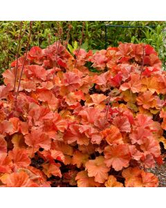 Heuchera, Gold Leaf Coral Bells 'Northern Exposure™ Amber'