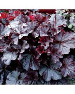 Heuchera, Black Leaf Coral Bells 'Northern Exposure™ Black'