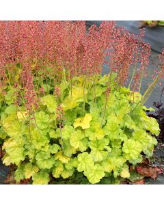 Heuchera, Green Leaf Coral Bells 'Northern Exposure™ Lime'
