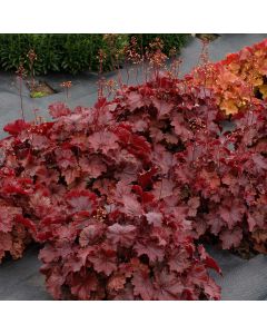 Heuchera, Red Leaf Coral Bells 'Northern Exposure™ Red'