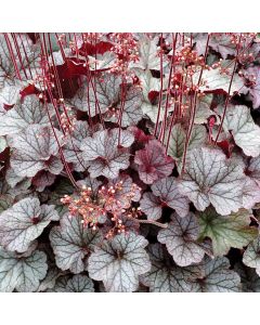 Heuchera, Silver Leaf Coral Bells 'Northern Exposure™ Silver'
