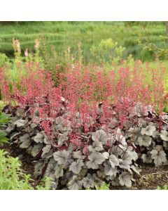 Heuchera, Silver Leaf Coral Bells 'Dolce® Silver Gumdrop' 