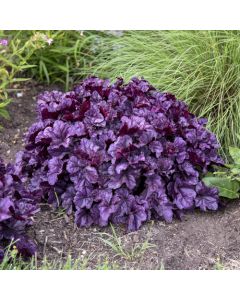 Heuchera, Purple Leaf Coral Bells 'Dolce® Wildberry'