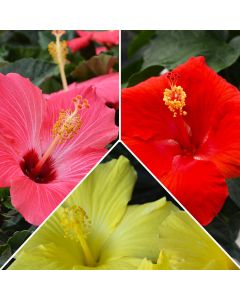 Hibiscus, Classic Color Assortment