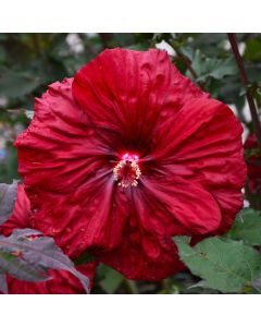Hibiscus, Rose Mallow 'Blackberry Merlot'