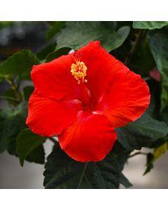 Hibiscus, Braid