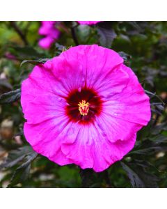 Hibiscus, Rose Mallow 'Inner Glow'