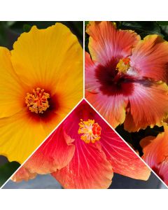 Hibiscus, Premium Color Assortment