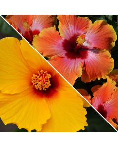 Hibiscus, Multi Color Assortment