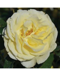 Rosa, Shrub Rose 'Easy Elegance® High Voltage'