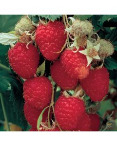 Rubus, Raspberry 'Himbo Top®'