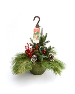 Spruce Tip Holiday Hanging Basket