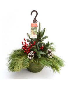 'Holiday' Hanging Spruce Tip Basket