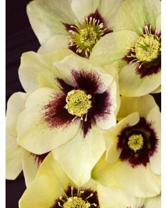 Helleborus, Lenten Rose 'Honeymoon® Spanish Flare'