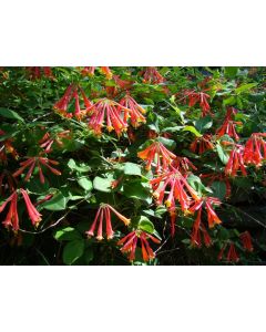 Lonicera, Brown's Honeysuckle 'Dropmore Scarlet'