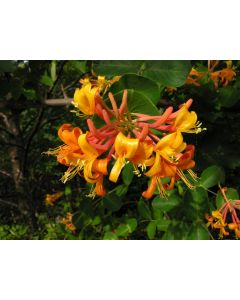 Lonicera, Honeysuckle 'Mandarin'