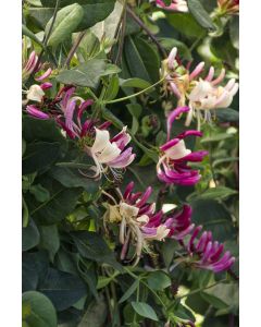 Lonicera, Common Honeysuckle 'Peaches & Cream'