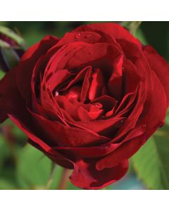 Rosa, Shrub Rose 'Hope for Humanity'