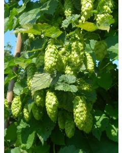 Humulus, Ornamental Hops 'Nugget'