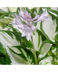 Hosta, Green-White Leaf 'Amazone'