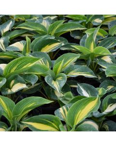 Hosta, Blue-White Leaf 'Dream Queen'