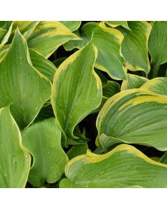 Hosta, Green-Blue Leaf 'Earth Angel'