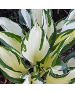 Hosta, Green-White Leaf 'Fire and Ice'