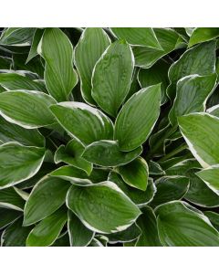 Hosta, White-Green Leaf 'Francee'
