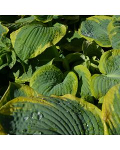 Hosta, Lime-Blue Leaf 'Frances Williams'