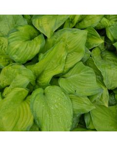 Hosta, Blue-Lime Leaf 'Guacamole'