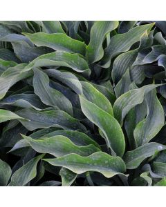 Hosta, Blue Leaf 'Krossa Regal'