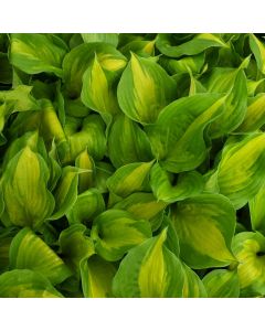 Hosta, Green-Lime Leaf 'Lakeside Banana Bay'