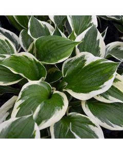 Hosta, White-Green Leaf 'Minuteman'