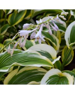 Hosta, Lime-Green 'Montana Aureomarginata'