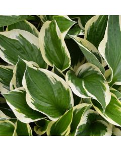 Hosta, White-Green 'Patriot'