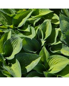 Hosta, Green-Lime 'Paul’s Glory'